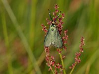 855 (Gemeines Grünwidderchen)